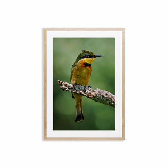 Little Bee Eater (1)