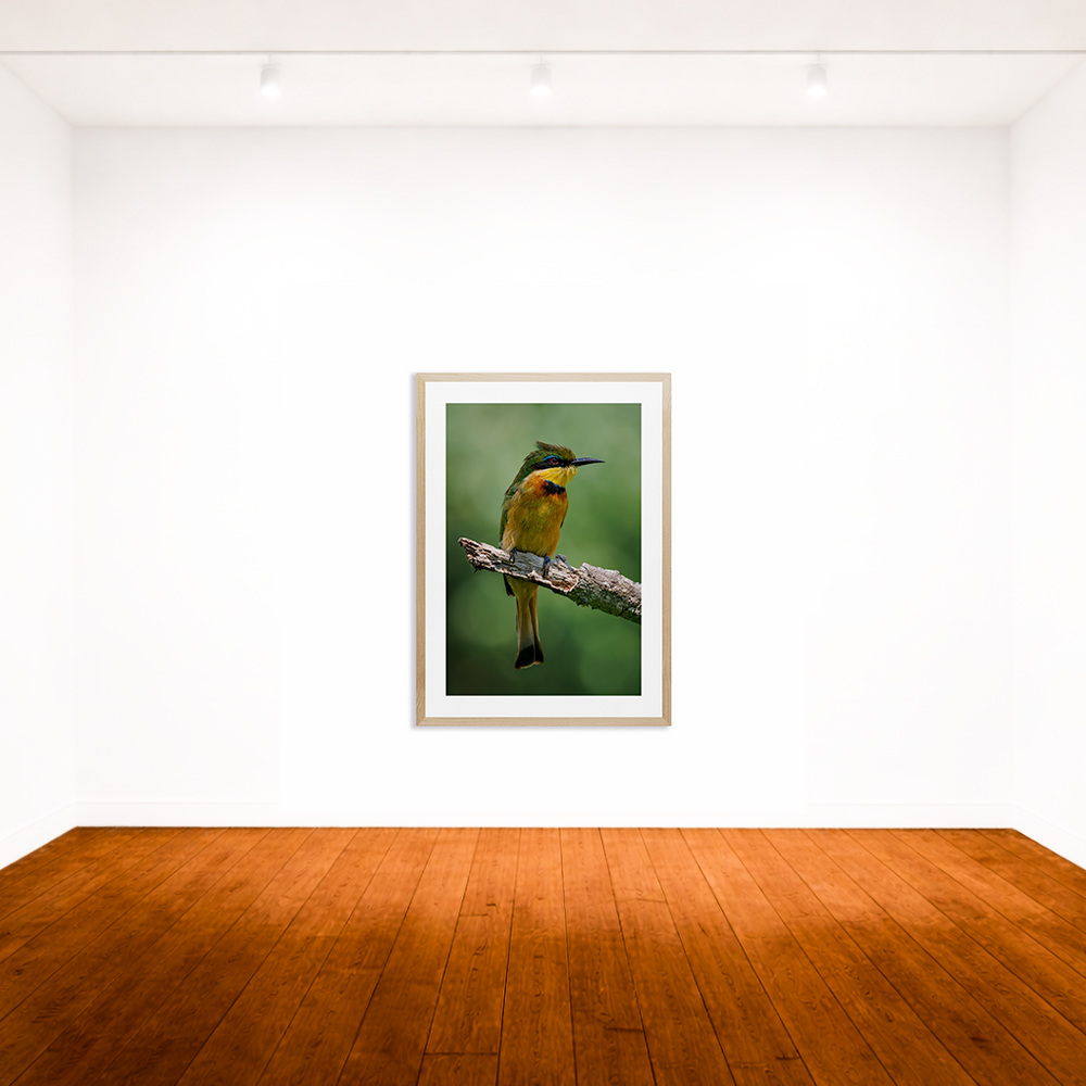 Little Bee Eater (1)