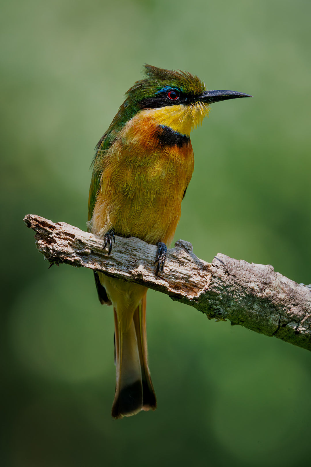 Little Bee Eater (1)