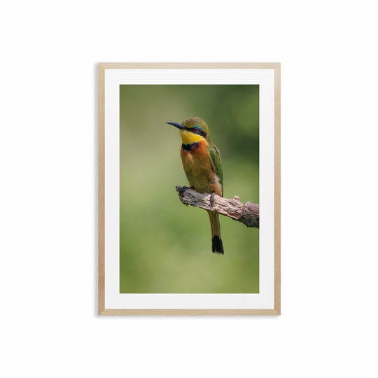 Little Bee Eater (2)