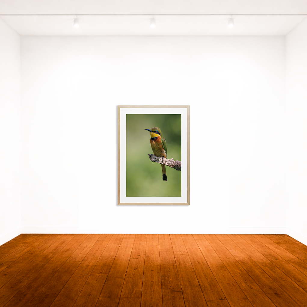 Little Bee Eater (2)
