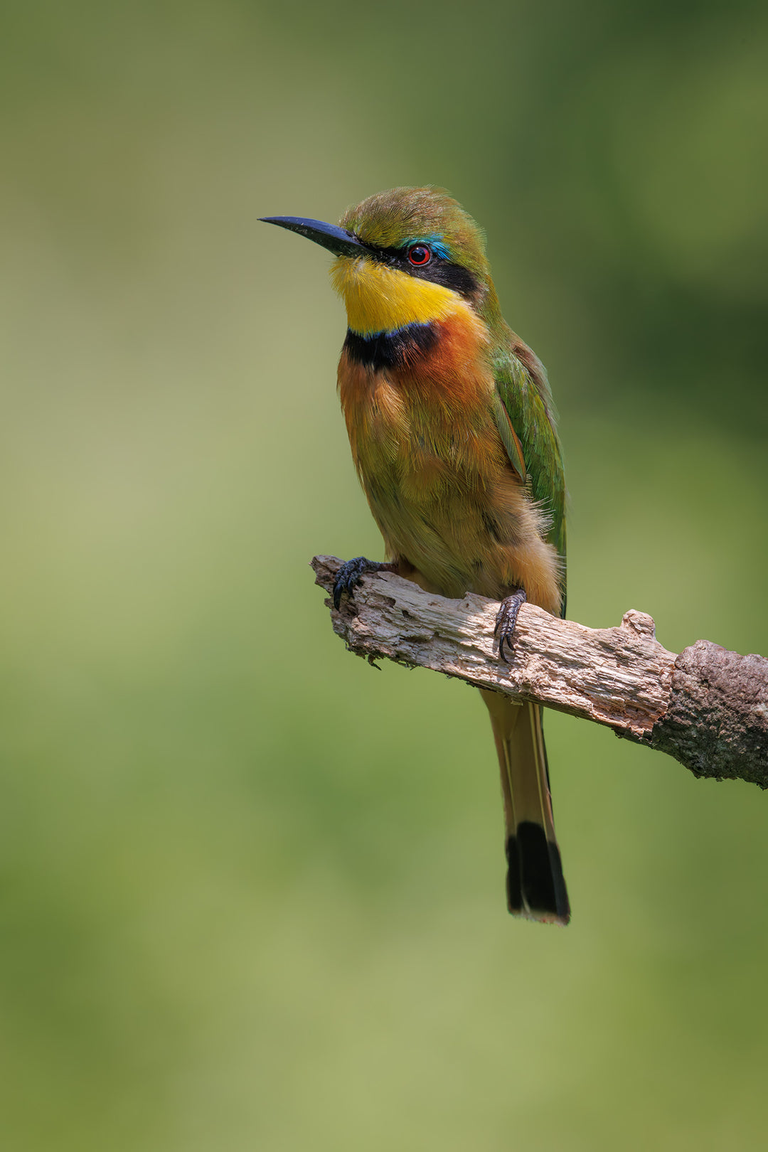 Little Bee Eater (2)