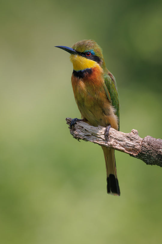 Little Bee Eater (2)