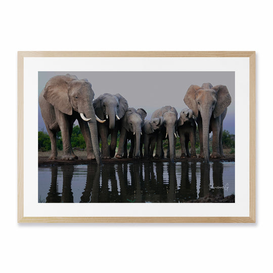 Mashatu, Elephants at Water