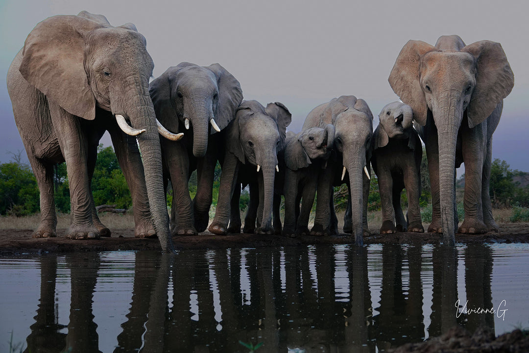 Mashatu, Elephants at Water