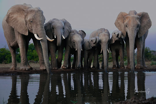 Mashatu, Elephants at Water