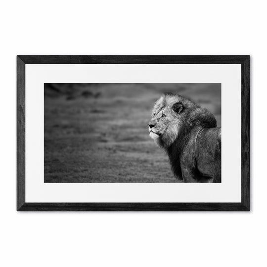 Male Lion @ Madikwe Game Reserve.