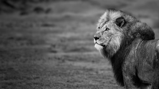 Male Lion @ Madikwe Game Reserve.