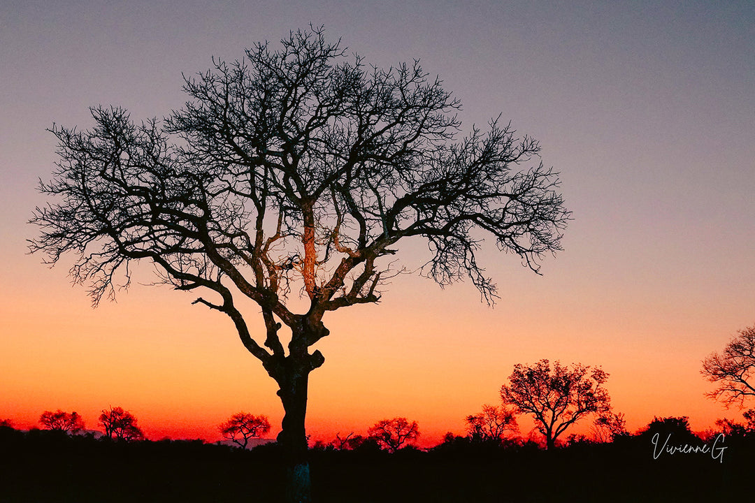 Okavango Sunset