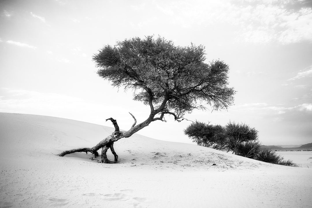 On the Dune