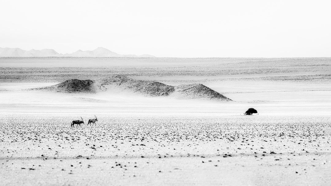 Oryx in the Desert