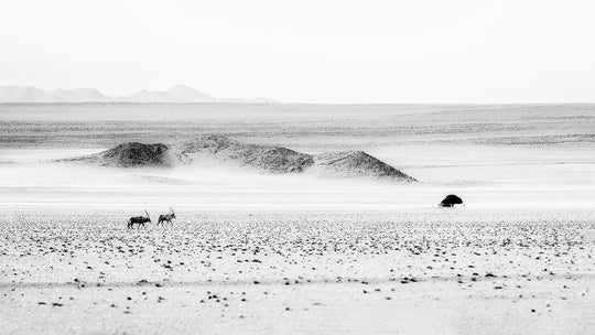 Oryx in the Desert