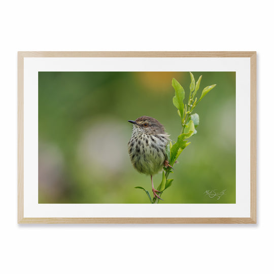 Prinia