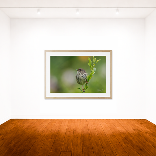 Prinia