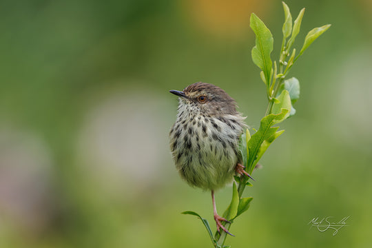 Prinia