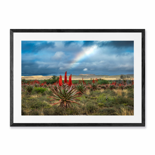 Klein Karoo Aloe