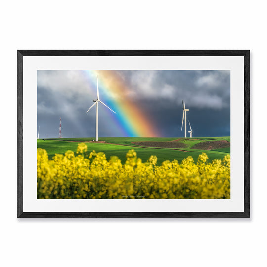 Canola Rainbow Landscape