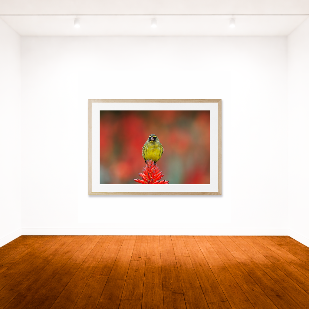 Red Forest