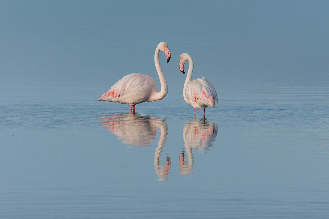 Reflections