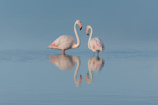 Reflections