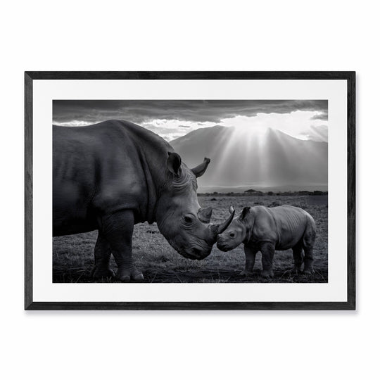 Rhinos Love