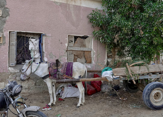 Siwa, Egypt, Donkey Cart