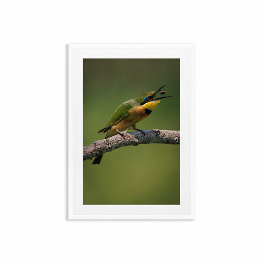 The Bee Eater