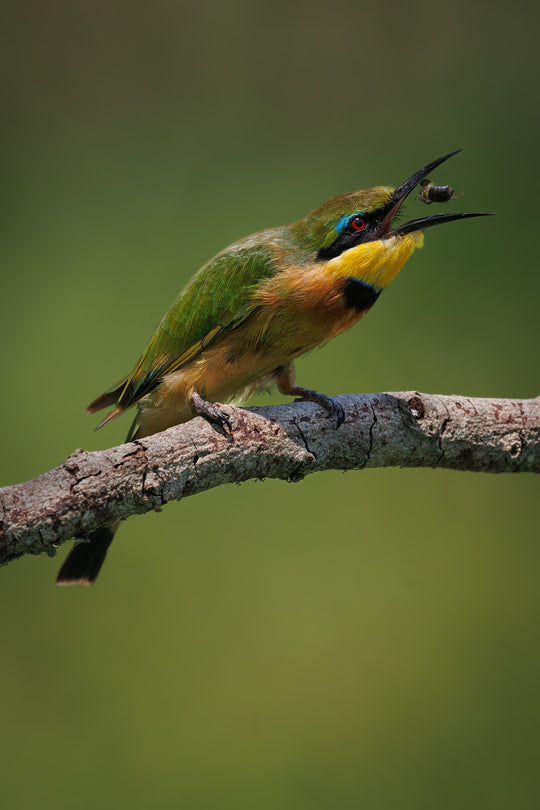 The Bee Eater