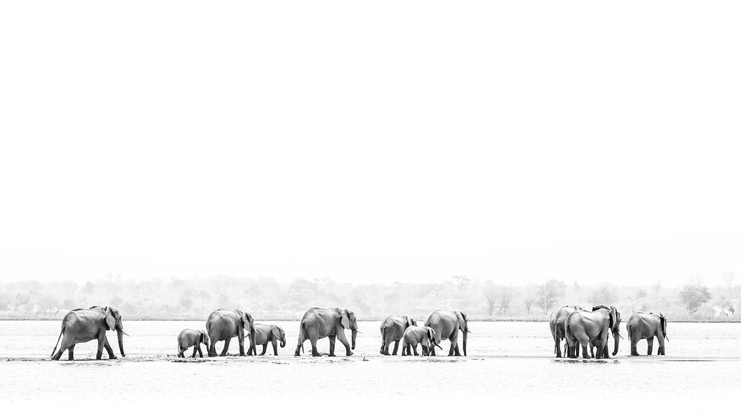 The Crossing