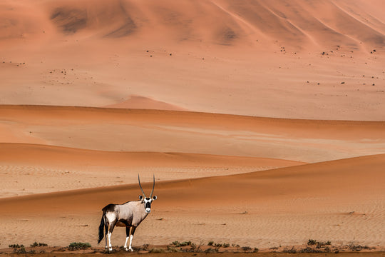 The Oryx (1)