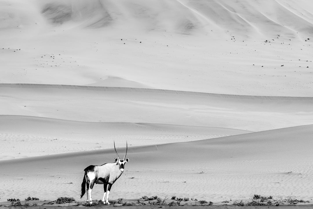 The Oryx (2)