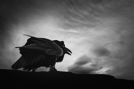 The Raven