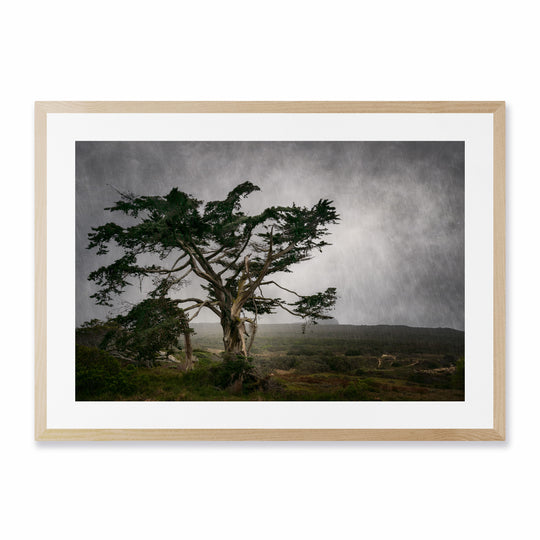 The Tree