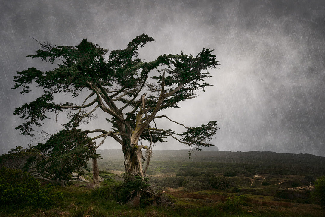 The Tree