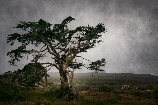 The Tree