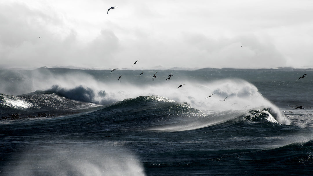 The Waves and the Birds