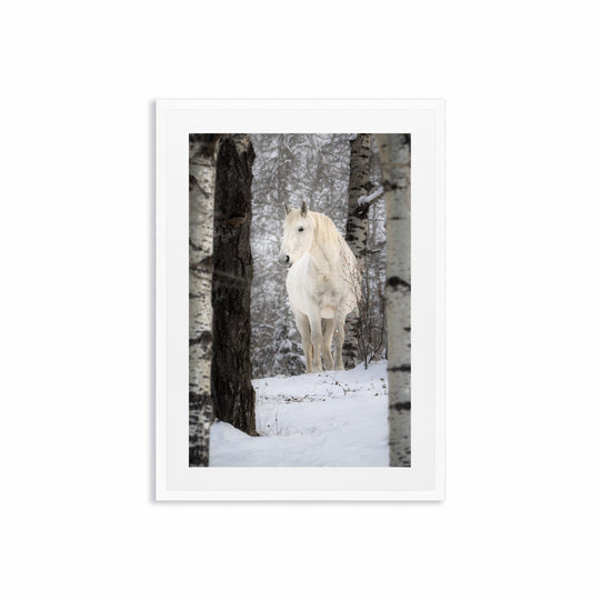 The Wild Horse of Sundre
