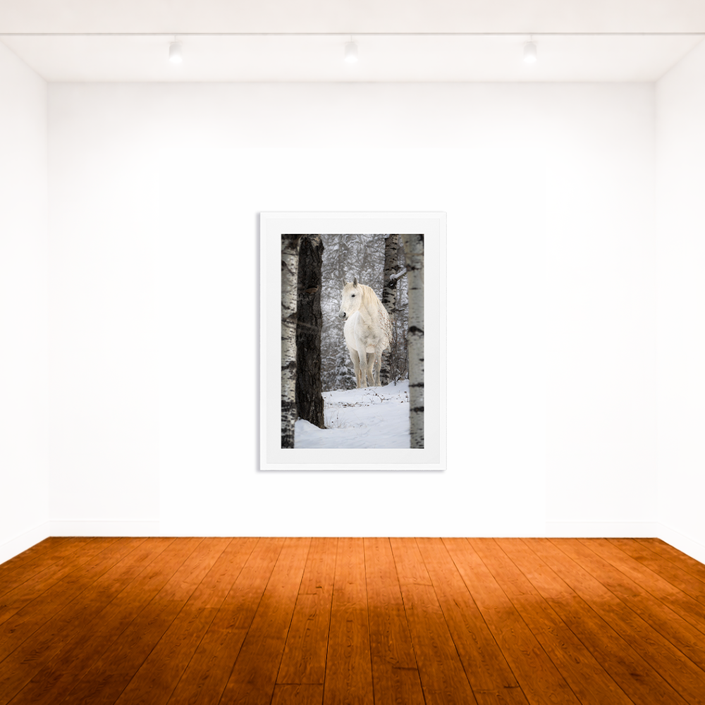 The wild horse of Sundre