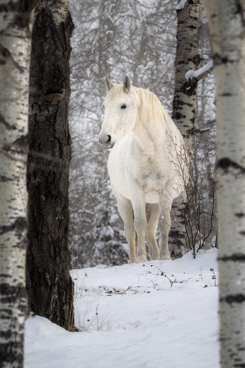 The Wild Horse of Sundre