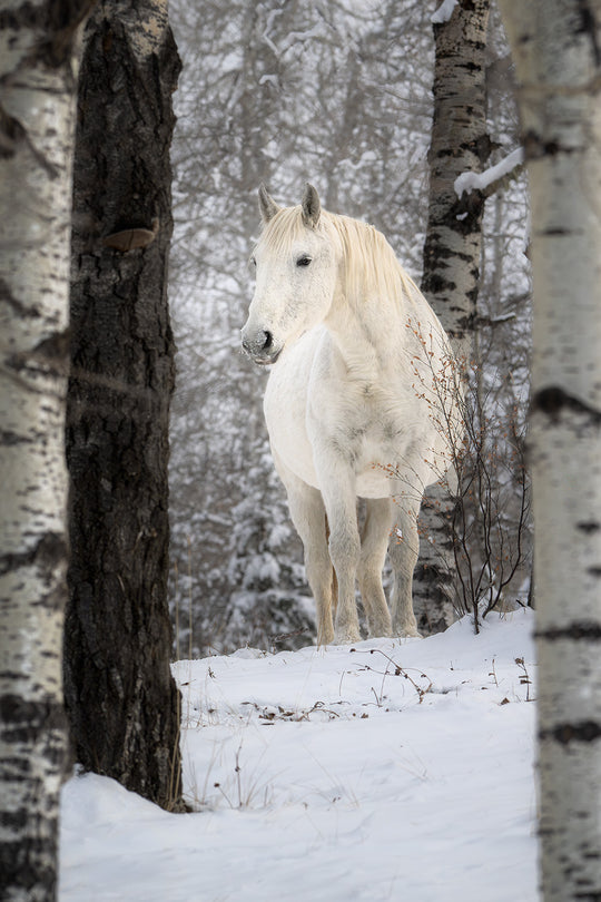 The Wild Horse of Sundre