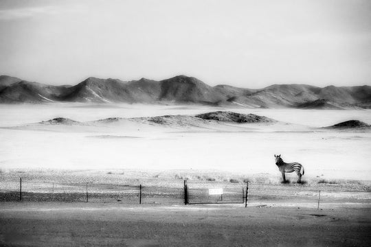The Zebra