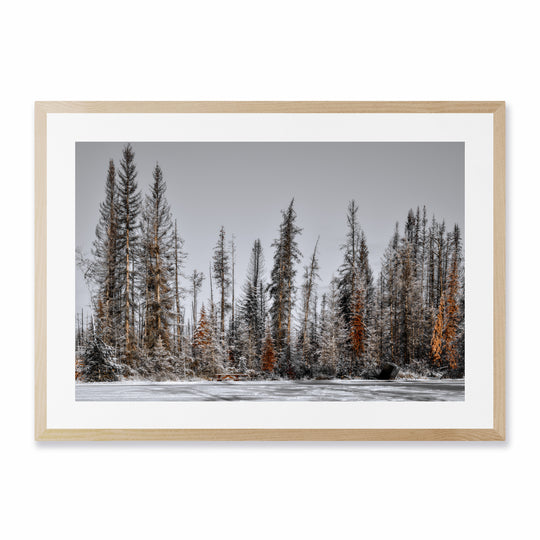 Tree Line, Jasper
