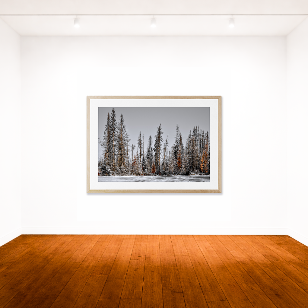 Tree Line, Jasper