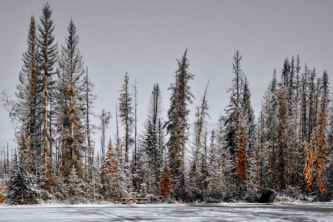 Tree Line, Jasper