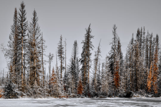 Tree Line, Jasper