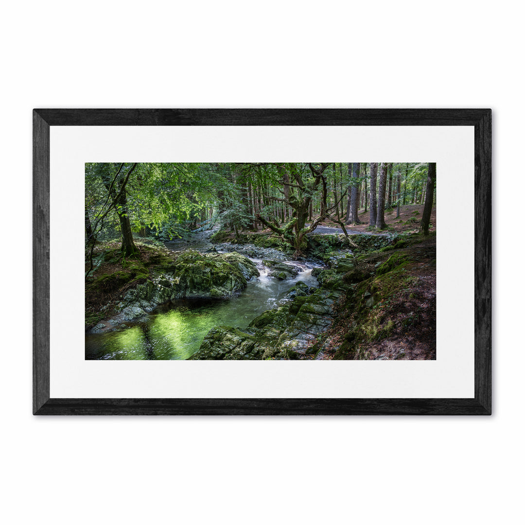 Tollymore Forest