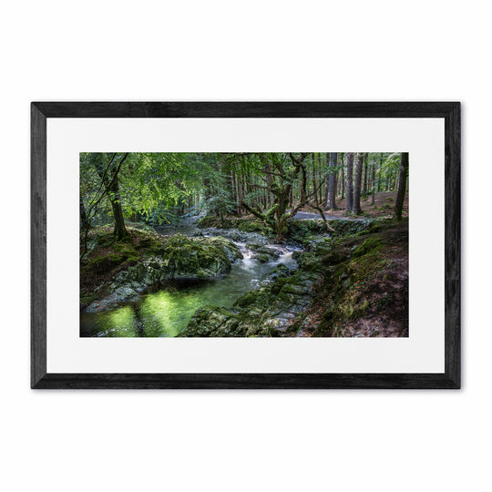 Tollymore Forest
