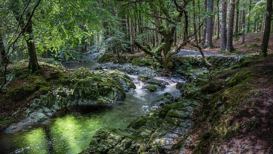 Tollymore Forest