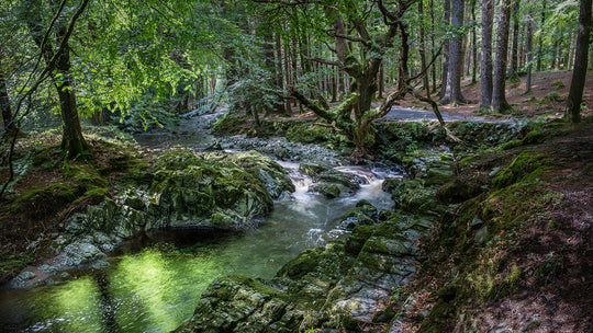 Tollymore Forest