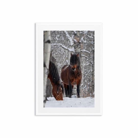 Two Wild Horses in Sundre